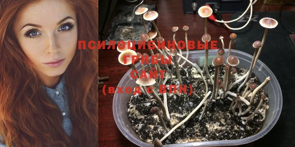 индика Алзамай